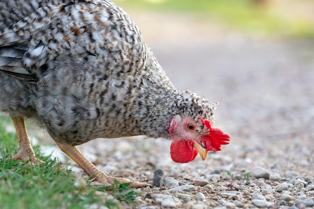 Beautiful chicken looking for food on the ground