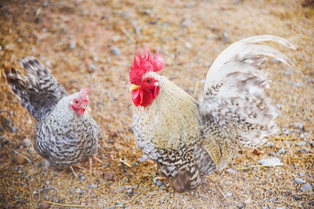 Beautiful chicken rooster bantam crows in farm - White bantam cock 