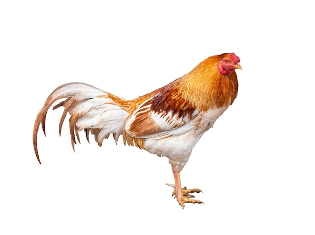 Beautiful chicken on white background