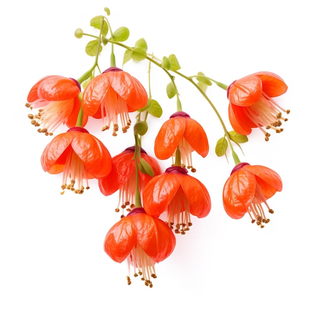 Photo beautiful chinese lantern flower isolated on white background