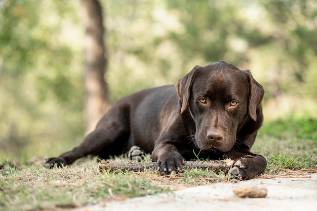 Beautiful chocolate labrador retriever lying on grass in outdoors playing with a wood stick. Purebred dog with sad face looking at the camera.