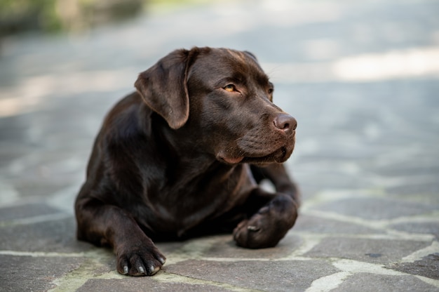 Beautiful chocolate labrador retriever lying on ground relaxed looking at his side.