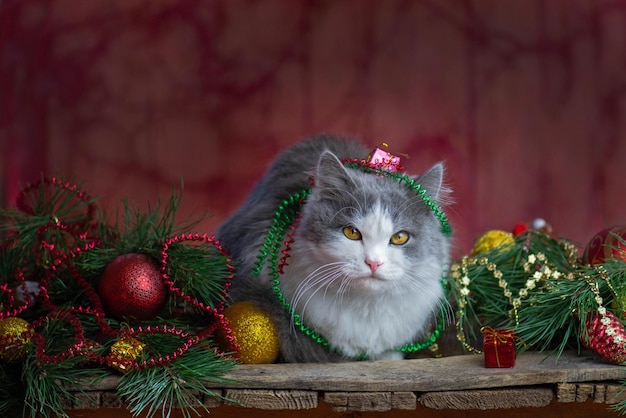 Beautiful Christmas background Christmas cat lies on a wooden background with Christmas toys and garlands Blurry empty background and copy space for your message