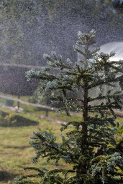 A beautiful Christmas tree with blue thorns in heavy rain