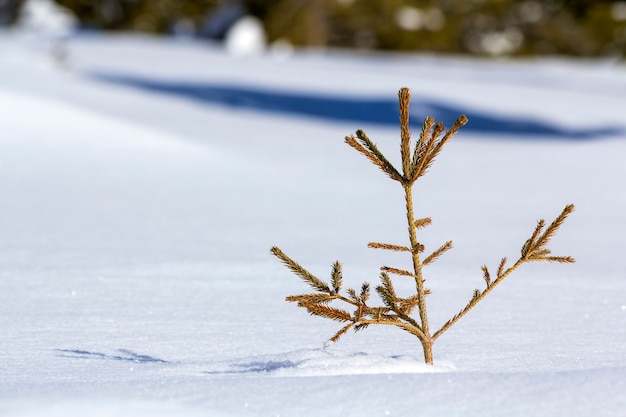 Beautiful Christmas winter landscape. Small young green tender fir tree spruce growing alone in deep snow on mountain slope on cold sunny frosty day on clear bright white copy space background.