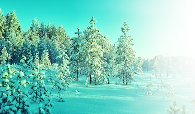 Beautiful Christmas Winter