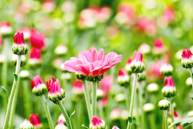 Beautiful chrysanthemum flower bud