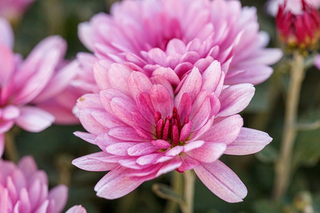 beautiful chrysanthemum flower bushes pink colors close up