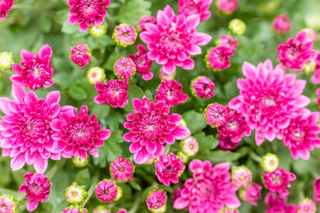 Beautiful chrysanthemum flower in garden