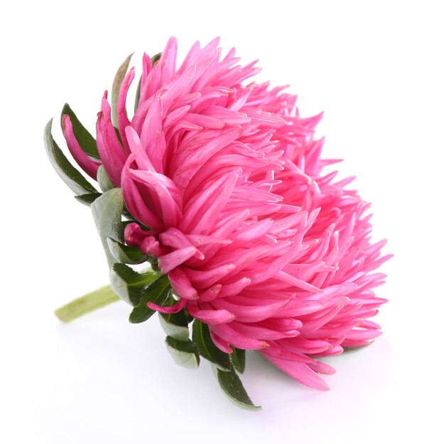 Beautiful chrysanthemum flower isolated on white