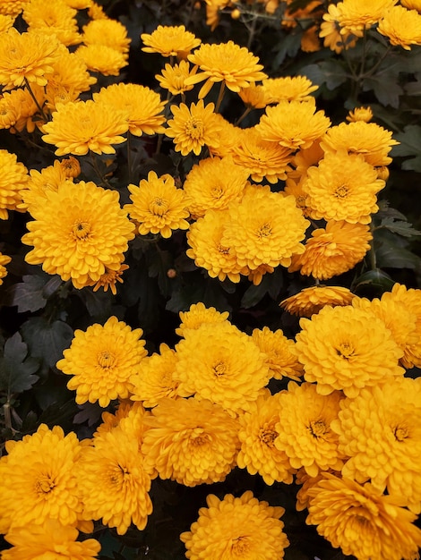 Beautiful chrysanthemum flowers floral background texture of living plants