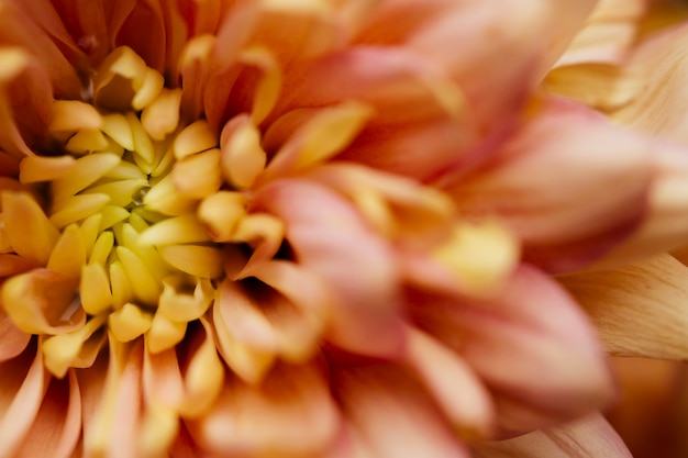 Beautiful chrysanthemum macro