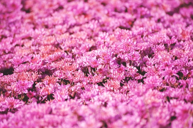 Beautiful Chrysanthemums on a field