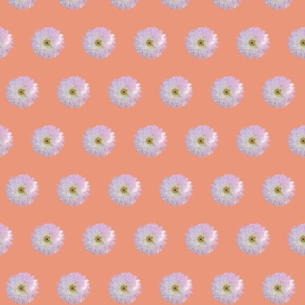 Beautiful chrysanthemums in geometric grid pattern on a calming coral background