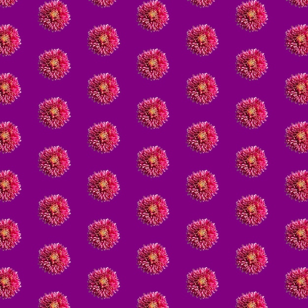 Beautiful chrysanthemums in geometric grid pattern on a violet background