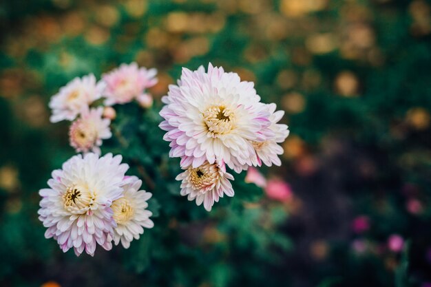 Beautiful chrysanthemums. 