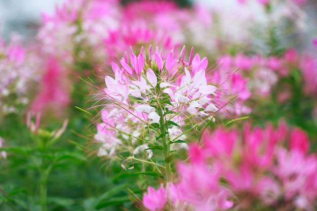 Beautiful Cleome spinosa or Spider flower in the garden