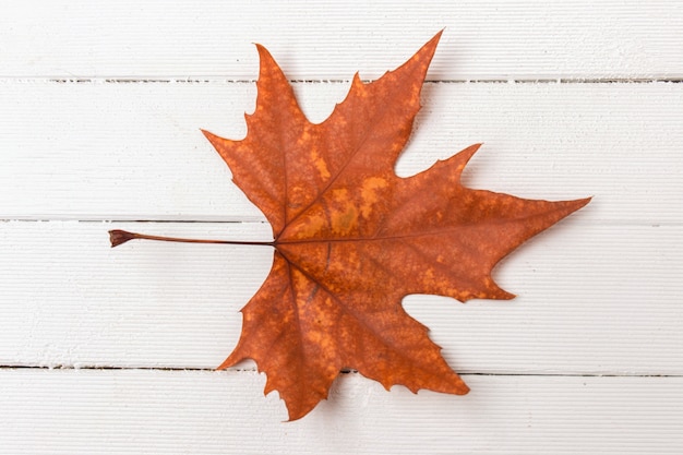 Beautiful close up of an autumn leaf