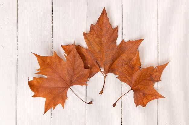 Beautiful close up of autumn leaves