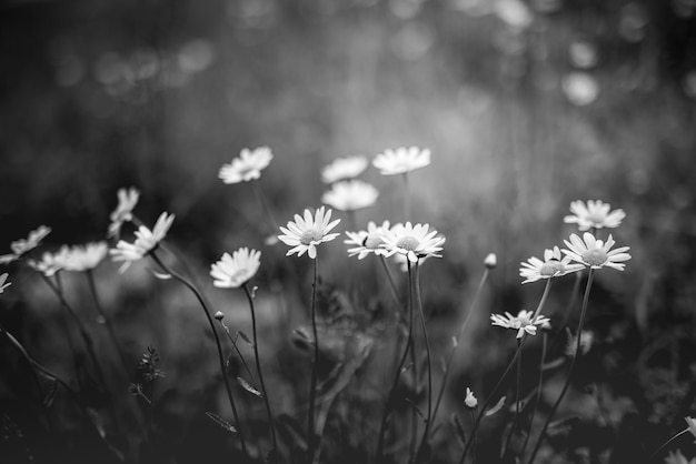 Beautiful close-up of black and white daisy flowers on artistic dark blurred background. Abstract