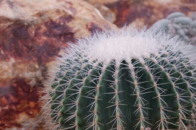 Beautiful close-up green cactus in desert.