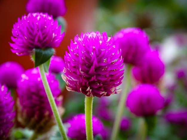 Beautiful close up photo of Pink wild flowers in summer