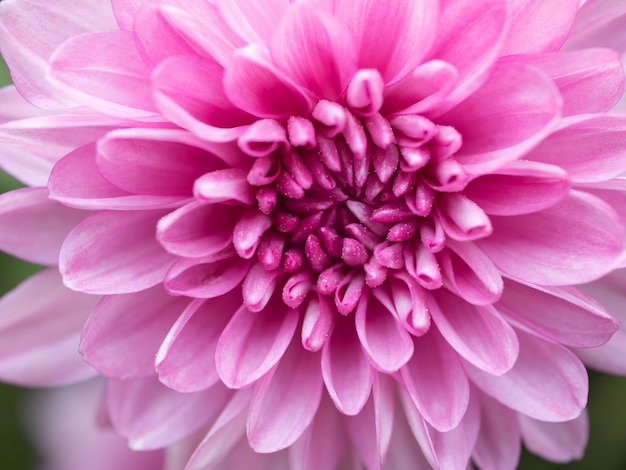 A beautiful close up pink dahlia