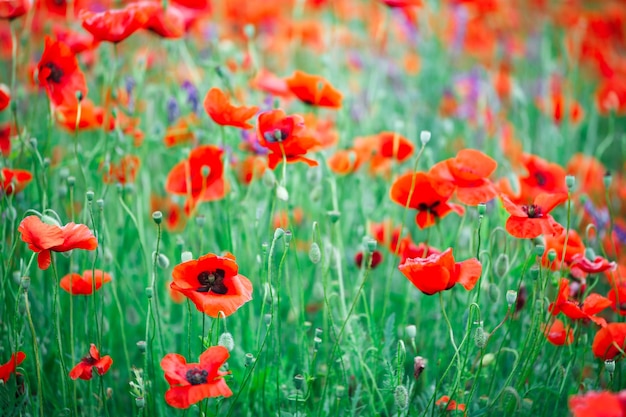 Beautiful close up in poppy field Spring summer nature background concept Inspirational and relaxing flowers nature background Soft focus bokeh background