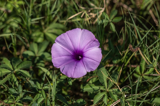 Beautiful close up purple morning glories flower on ground.