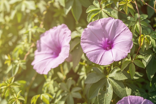 Beautiful close up purple morning glories flower.