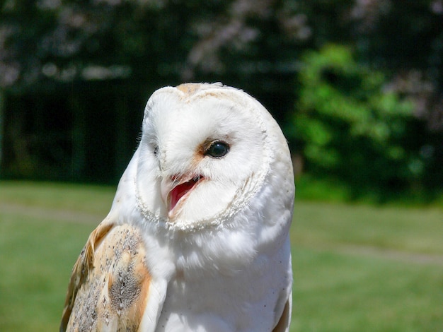 A beautiful close up of a snowy owl