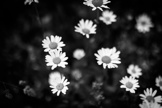 Beautiful closeup of black and white daisy flowers on artistic dark blurred background Abstract