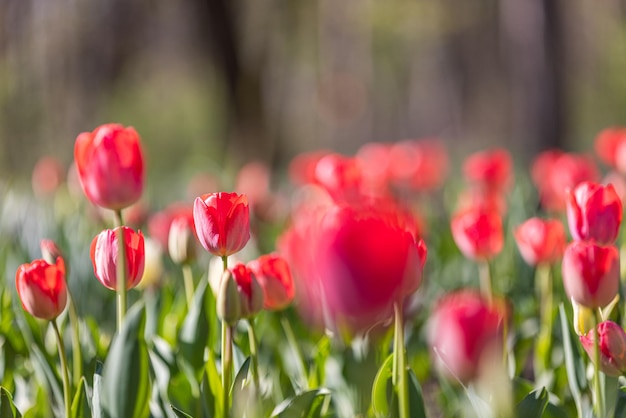 Beautiful closeup bright red tulips on blurred spring sunny background. Amazing romantic springtime