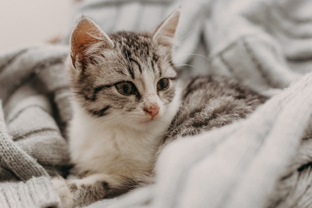 Beautiful closeup cute cat, resting in a comfortable cozy warm way.