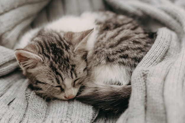 Beautiful closeup cute cat, resting in a comfortable cozy warm way.