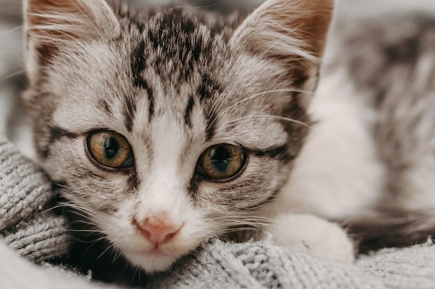 Beautiful closeup cute cat, resting in a comfortable cozy warm way.