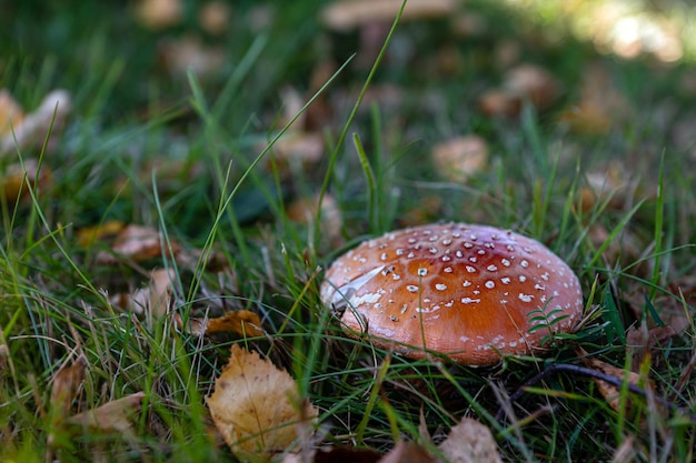 Beautiful closeup of forest mushrooms in grass autumn season mushroom and leafs in grass