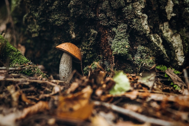 Beautiful closeup of forest mushrooms.