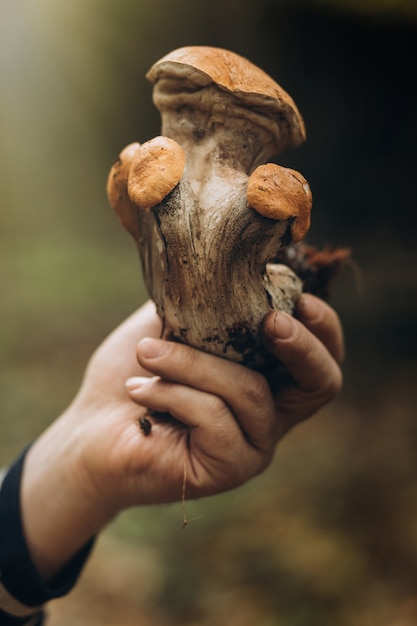 Beautiful closeup of forest mushrooms.