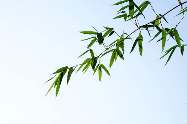 Beautiful closeup green bamboo leaves