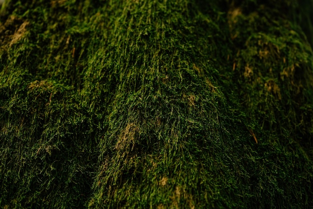 Beautiful closeup of green moss on on tree bark Beautiful background of moss for wallpaper