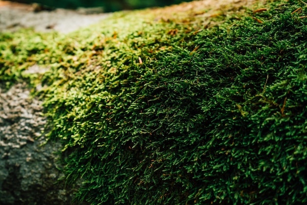 Beautiful closeup of green moss on on tree bark Beautiful background of moss for wallpaper