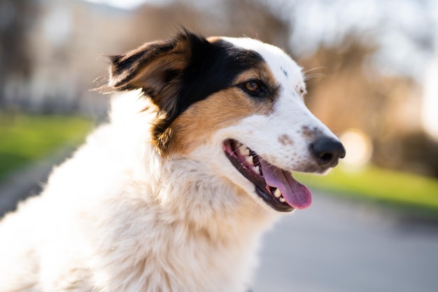 Beautiful closeup portrait of a dog