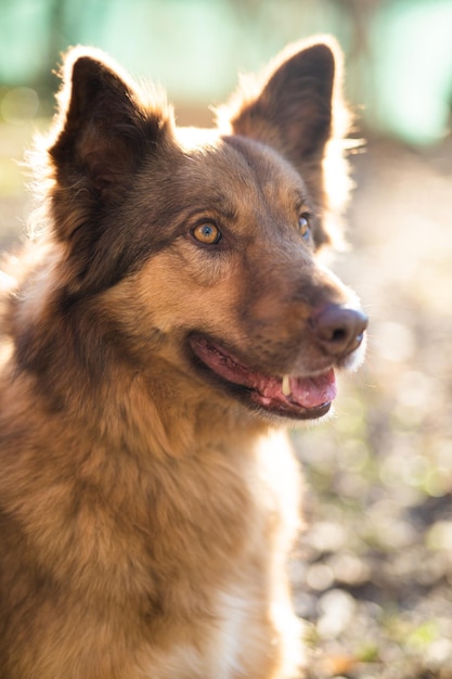 Beautiful closeup portrait of a dog