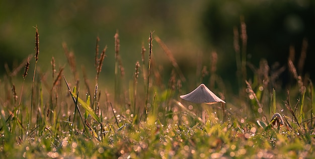 Beautiful closeup small mushroom in garden,mushroom with green meadow