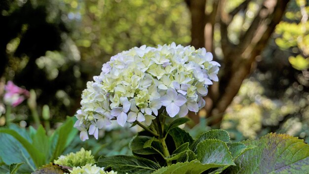 Beautiful closeup view of flowers of Hydrangea macrophylla