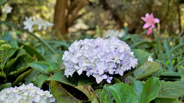 Beautiful closeup view of flowers of Hydrangea macrophylla