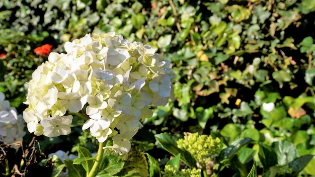 Beautiful closeup view of flowers of Hydrangea macrophylla