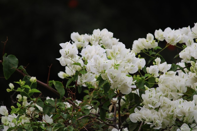 Beautiful closeup view of White Bougainvillea Flowers