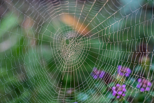 Beautiful cobweb macro photography background nature